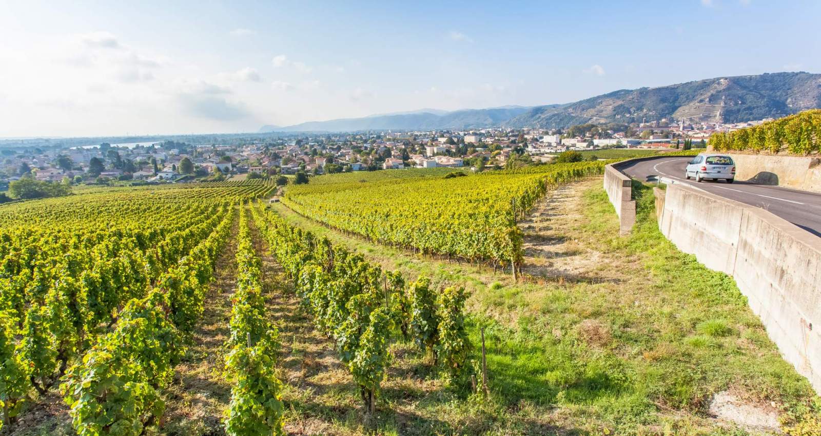 vignoble de tain l'hermitage sur la route des vins.jpeg