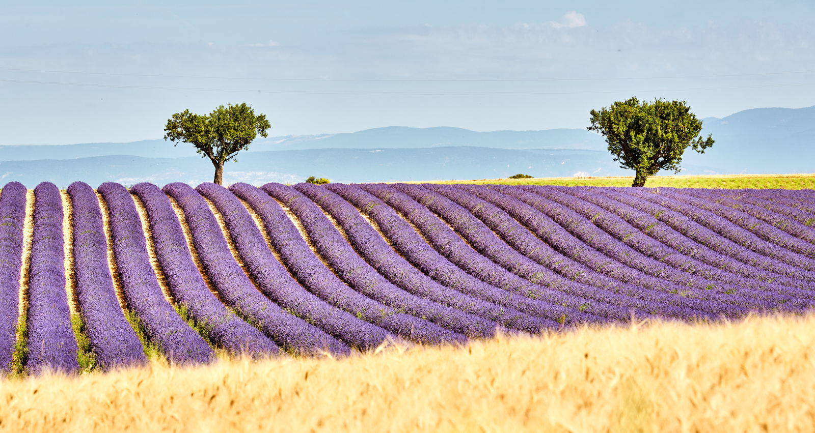 untitled (1600 x 851 px)